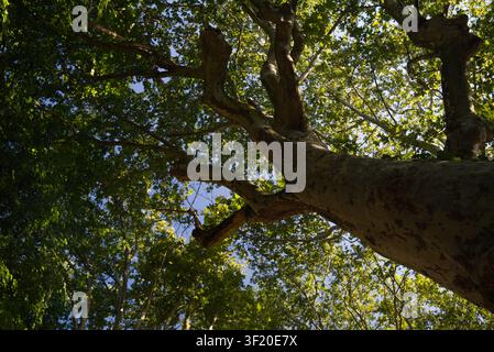 Niedriger Blick nach oben zu einer massiven Platane (Platanus) mit dicken Ästen und grünem Blätterdach unter einem strahlend blauen Himmel. Stockfoto