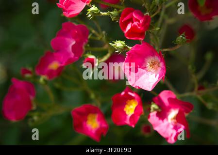 Makroaufnahme einer leuchtend rosa französischen Rose (Rosa gallica) mit gelben Staubblättern, die unter hellem Sonnenlicht in einem Garten blüht. Stockfoto
