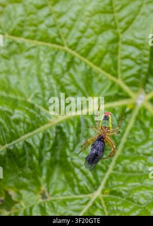 Grüne Gurkenspinne, die eine gefangene Fliege in ihrem zarten Netz hält, vor einem lebhaften Blatt Stockfoto