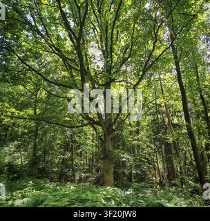 Eine große Eiche (Quercus) mit ausladenden Ästen steht im Zentrum eines dichten grünen Waldes, Sommer, Roedental, Oberfranken Stockfoto