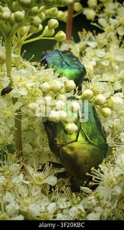 Nahaufnahmen von Rosenkäfern (Cetonia aurata), die zwischen weißen Blüten im Naturpark Frankenwald, Oberfranken, sitzen Stockfoto