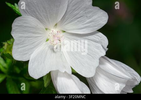 Weißer Moschusmalve (Malva moschata) Quebec, Kanada Stockfoto
