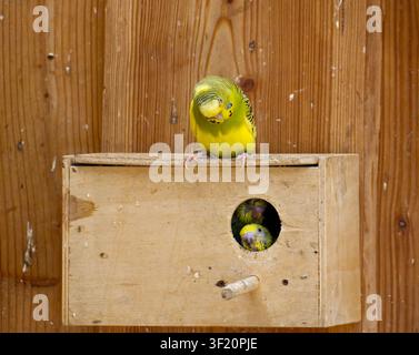 Wellensittiche in der Nähe eines Holznistkastens Stockfoto