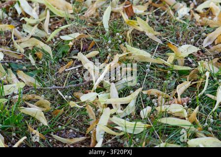 Gefallene trockene Linden Samen und Blätter verstreut auf grünem Gras Stockfoto