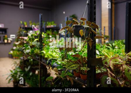 Zimmerpflanze mit sanftem Licht. Boutique für üppige Zimmerpflanzen mit gemütlicher Atmosphäre Stockfoto