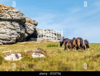 Dartmoor-Ponys gehen zu den Felsen Stockfoto