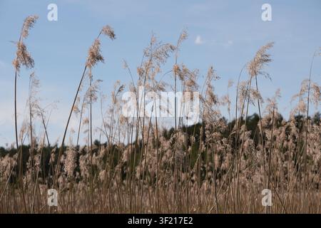 Eine ruhige Landschaft mit hohen, trockenen, federartigen Schilfrohren, die sich sanft im Wind wiegen, vor einem blassen blauen Himmel mit einem verschwommenen grünen Hügel und einer Herbstwiese im Stockfoto