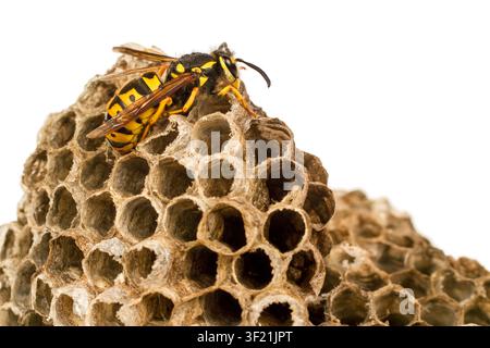 Die Wespe sitzt auf einem Hornissennest. Eine Nahaufnahme der Wespe. Wespe auf weißem Hintergrund. Stockfoto