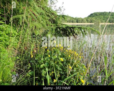 Sumpfdotterblume (Caltha palustris) in voller Blüte am Ufer eines ruhigen Teichs, mit hohen Schilfen und üppiger grüner Vegetation im Hintergrund. Stockfoto