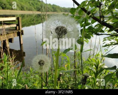 Löwenzahn mit seinem flauschigen Samenkopf, bekannt als „Löwenzahn-Uhr“, steht neben einem ruhigen Fluss mit einem Holzsteg im Hintergrund. Stockfoto