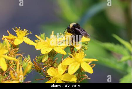 Nahaufnahme einer Hummel, die Nektar aus gelben Blumen in einem Garten sammelt, mit einem weichen verschwommenen Hintergrund. Stockfoto