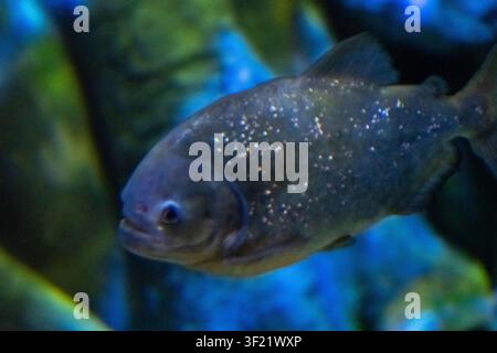 Nahaufnahme eines rotschwänzigen Piranhas, der in einem Süßwasseraquarium schwimmt. Raubfisch mit schimmernden Schuppen in einer Unterwasserumgebung Stockfoto