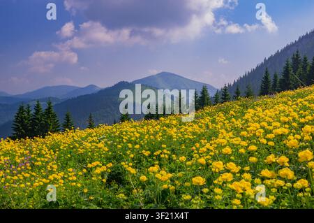 Ansicht von lebhaft gelben Kugelblumen, die in einer üppigen Wiese unter den Hängen des Ploska-Berges im Velka-Fatra-Nationalpark, Bela-Dulice, Zilina blühen Stockfoto