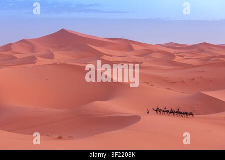 Blick auf eine Kamelkarawane, die über die weiten orangefarbenen Sanddünen der Sahara unter einem klaren blauen Himmel in Marokko wandert. Stockfoto