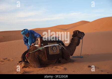 Ansicht einer Person in traditioneller blauer Kleidung, die einen Sattel auf einem ruhenden Kamel in den weiten orangefarbenen Sanddünen der Sahara-Wüste in Marokko anpasst. Stockfoto