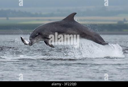 Flossendelphin (Tursiops truncatus) springt mit einer Meerforelle im Maul am Chanonry Point am Moray Firth, Schottland Stockfoto