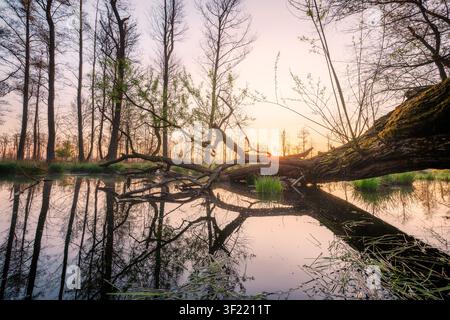 Ansicht eines umgestürzten Baumstamms über einem ruhigen Teich im Kampinos-Nationalpark bei Sonnenaufgang, mit Spiegelungen im Wasser und hohen Wald Bäumen im Hintergrund Stockfoto