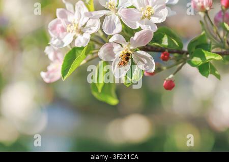 Honigbiene auf Apfelblütenzweig mit weichem Bokeh-Hintergrund Stockfoto