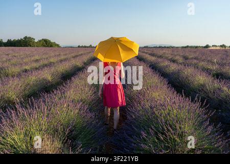 Eine reife Frau in einem rosa Kleid, einem Strohhut und einem gelben Regenschirm steht mitten in einem blühenden Lavendelfeld auf dem Plateau von Valensole am s Stockfoto