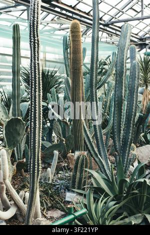 Vertikale Komposition verschiedener hoher Kakteen, Opuntien und Sukkulenten, die in einem geräumigen botanischen Gewächshaus wachsen. Exotische Wüstenpflanzen unter einem Glasdach, die Botanik, Innengarten, tropische Sammlungen, Biodiversität und Natur repräsentieren Stockfoto