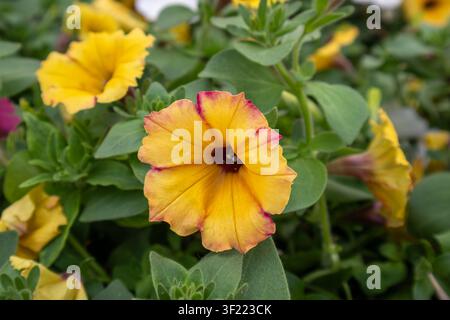 Nahaufnahme einer gelben Petunienblüte mit rötlich-rosa Blütenrand, umgeben von zarten grünen Blättern und verschwommenen Blüten. Stockfoto