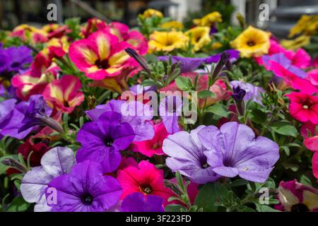 Lebendige Darstellung von lila, rosa, roten und gelben Petunienblüten, die einen dichten und farbenfrohen natürlichen Hintergrund bilden. Stockfoto
