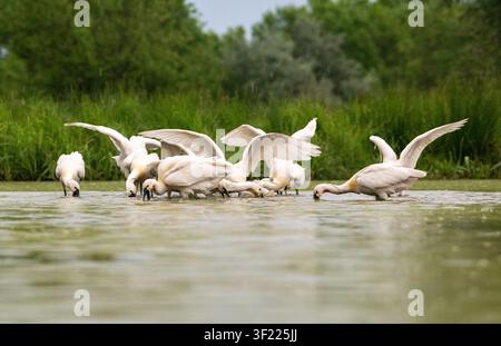 Eurasischer Löffler (Platalea leucorodia), Fütterungsgruppe Stockfoto