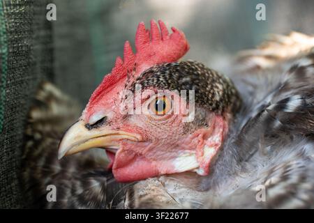 Eine Makroaufnahme zeigt das Seitenprofil eines domestischen grauen gescheckten Haushuhns, wobei das charakteristische orangefarbene Auge und der rote Kamm im Fokus stehen. Stockfoto