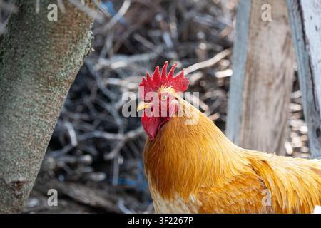 Eine detaillierte Nahaufnahme im Profil fängt einen lebhaften goldenen Hahn mit einem auffälligen roten Kamm und Läppchen im Freien ein. Stockfoto