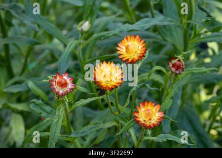 Eine Hochwinkel-Mitteldistanzaufnahme fängt schöne orange, gelbe und rötliche Strohblumen ein, die zwischen üppigen grünen Blättern in einem sonnigen Garten wachsen. Stockfoto
