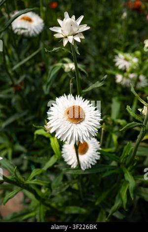 Eine Nahaufnahme im Hochformat zeigt vollständig aufgeblühte weiße Strohblumen mit orange-gelben Mittelpunkten neben einer frischen Knospe in einem grünen Gartenbeet. Stockfoto