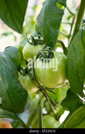 Eine Nahaufnahme im Hochformat fängt eine Gruppe großer unreifer grüner Tomaten ein, die an einer Ranke wachsen, die zwischen üppigen grünen Blättern in einem Garten liegt. Stockfoto