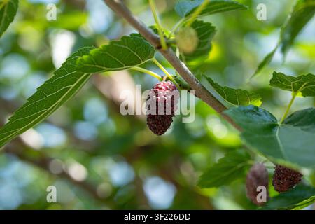 Eine Nahaufnahme in horizontaler Ganzaufnahme zeigt eine einzelne reife violette Mulbeere, die an einem dünnen Ast hängt, umgeben von strukturierten grünen Blättern. Stockfoto
