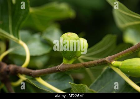 Eine horizontale Nahaufnahme zeigt kleine, grüne, sich entwickelnde Feigen, die an einem holzigen Ast befestigt sind, eingerahmt von strukturiertem grünem Laub in einer natürlichen Umgebung. Stockfoto