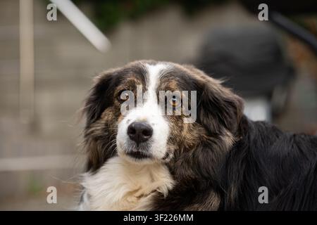 Eine horizontale Nahaufnahme fängt den Kopf und die Schultern eines flauschigen Australian Shepherd Mix ein, der direkt in das Kameralens blickt. Stockfoto