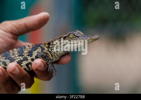 Detaillierte Nahaufnahme eines Babykrokodils, das in der Hand auf einer Krokodilfarm in der Nähe von Siem Reap, Kambodscha, gehalten wird Stockfoto
