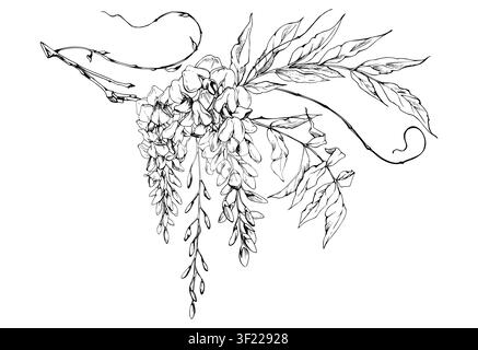 Blühende Glyzinien-Ähre mit Zierblättern, elegante windende Ranken. Isolierte Illustration handgezeichnet in Vektortinte. Cottage-Garten-Dekor, Event Stock Vektor