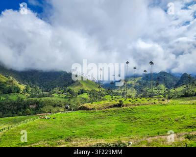 Das kolumbianische Cocora-Tal zeigt hoch aufragende Wachspalmen von Quindio, die üppige grüne Hügel säumen, mit Kühen, die auf Weiden grasen Stockfoto