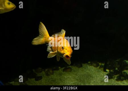 Ein helles goldenes Koi schwimmt in einem dunklen Aquarium, wobei Kies am Boden sichtbar ist. Ein weiterer Fisch ist im oberen linken Eck teilweise sichtbar. Stockfoto