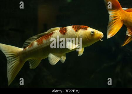 Ein weißer Koi mit orangefarbenen und schwarzen Markierungen schwimmt in einem dunklen Aquarium. Ein Teil eines orangefarbenen Fisches ist am rechten Bildrand sichtbar. Stockfoto
