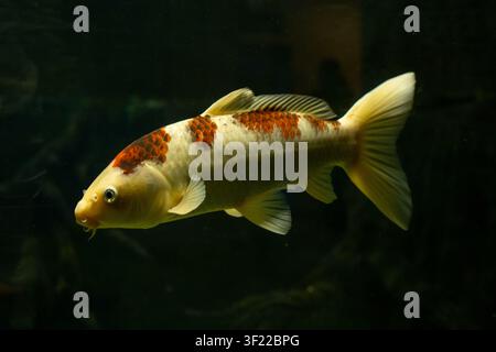 Ein einzelner Koi mit weißem Körper und orangefarbenen Musterzeichnungen schwimmt in dunklem Wasser. Das Bild zeigt den Fisch im Seitenansicht mit klaren Flossen und Schuppen Stockfoto