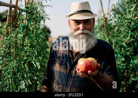 Älterer bärtiger Mann mit Strohhut zeigt eine frisch gepflückte reife Bio-Tomate aus seinem nachhaltigen Stadtgarten Stockfoto