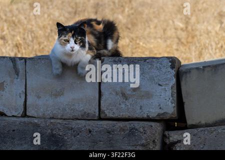 Calico-Katze ruht auf einer verwitterten Betonmauer in einem trockenen Feld, Outdoor-Tierporträt Stockfoto