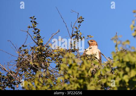 Wahlbergsadler / Wahlbergs Adler / Aquila wahlbergi Stockfoto