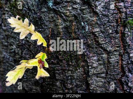 Eichenblätter, die aus strukturierter Baumrinde in Nahaufnahme sprießen Stockfoto