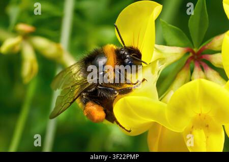 Geschäftige Hummel mit beladenem Pollenkorb auf der Blume des Gewöhnlichen Vogelfuß Stockfoto
