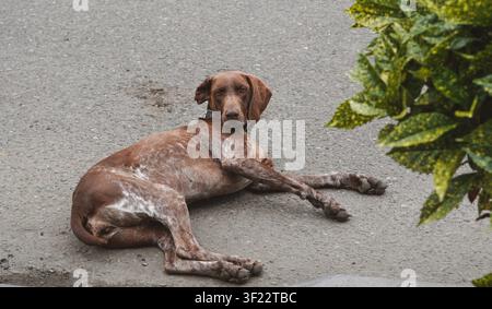 Brauner gesprenkelter Pointerhund ruht auf dem Bürgersteig Stockfoto