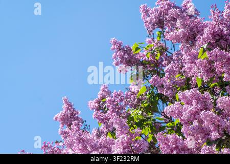 Lila Flieder rosa Blume Blossom. Syringa Flowersspring Nature. Blumenhintergrund Stockfoto