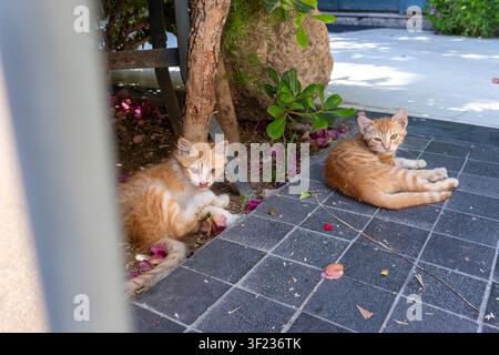 Zwei gestreifte Streuner-Kätzchen (Felis catus) ruhen zwischen gefallenen Bougainvillea-Blüten auf einer schattigen Terrasse, Amman, Jordanien. Stockfoto