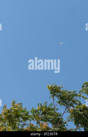 Ein Drache in den Farben der jordanischen Flagge fliegt über Baumzweigen vor einem klaren Himmel, Amman, Jordanien. Stockfoto